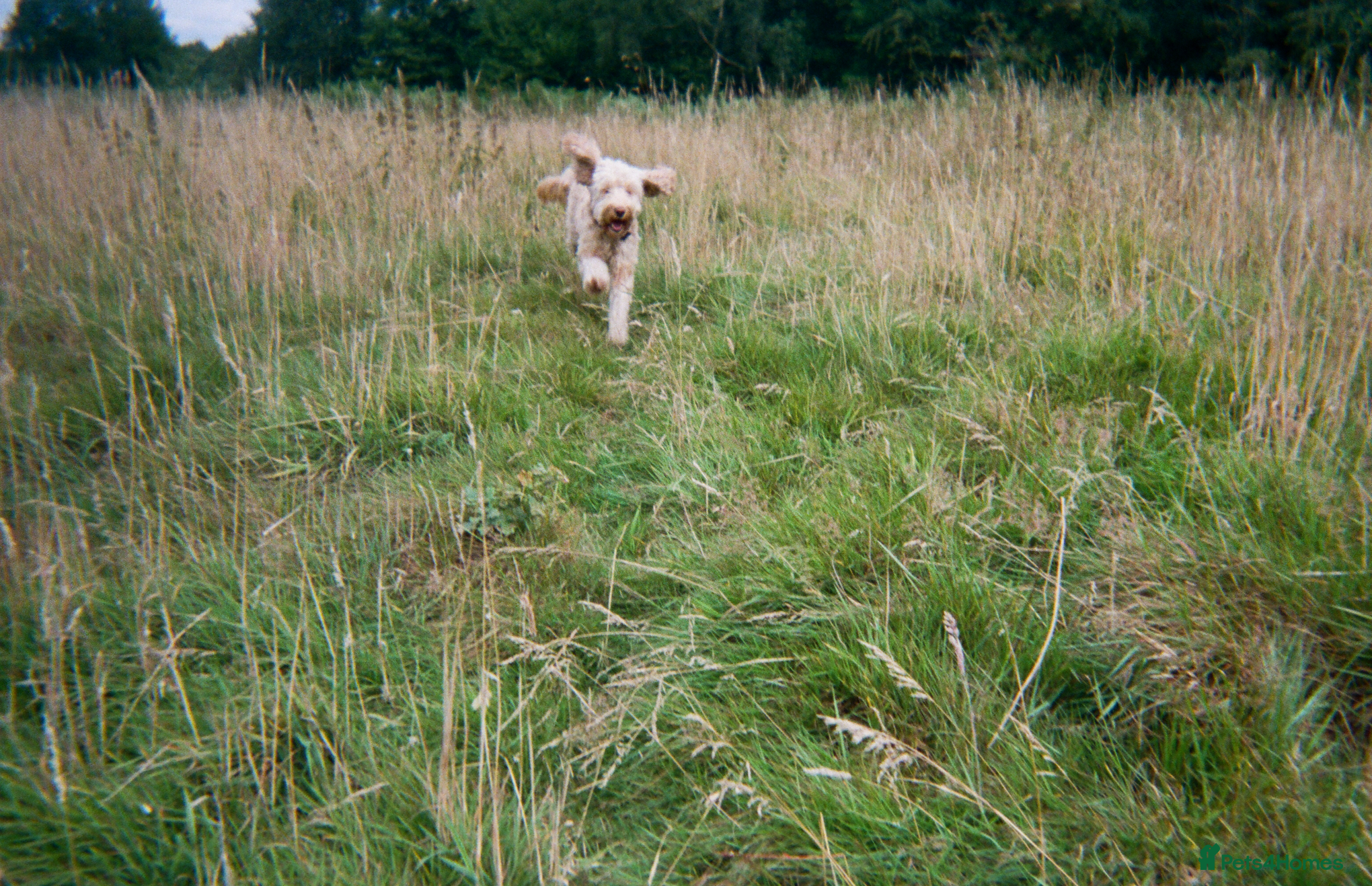 Cockapoo dogs Herbie - Advert 4