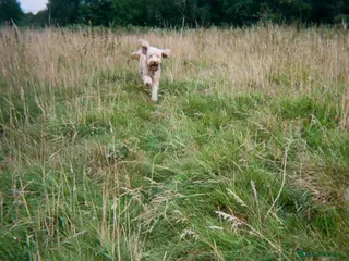 Cockapoo dogs Herbie - Advert 3