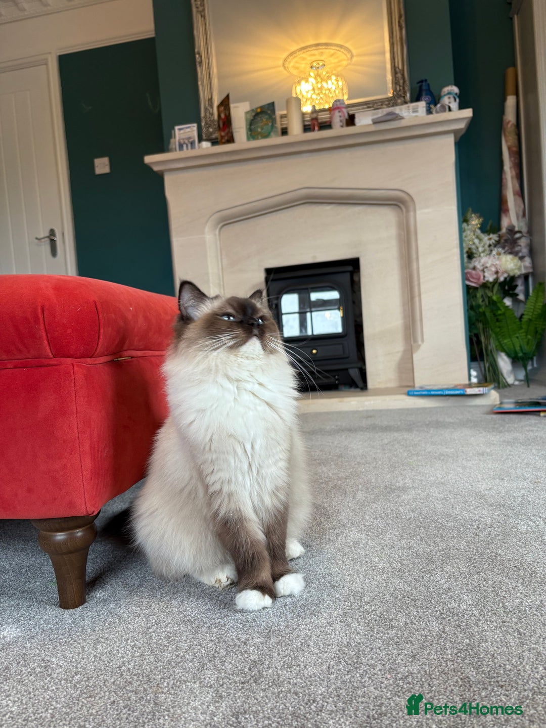 Ragdoll cats for sale: Genuine Ragdoll kittens from pedigree parents.  - Advert 1