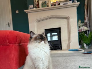 Ragdoll cats Gorgeous ragdoll babies - Advert 7