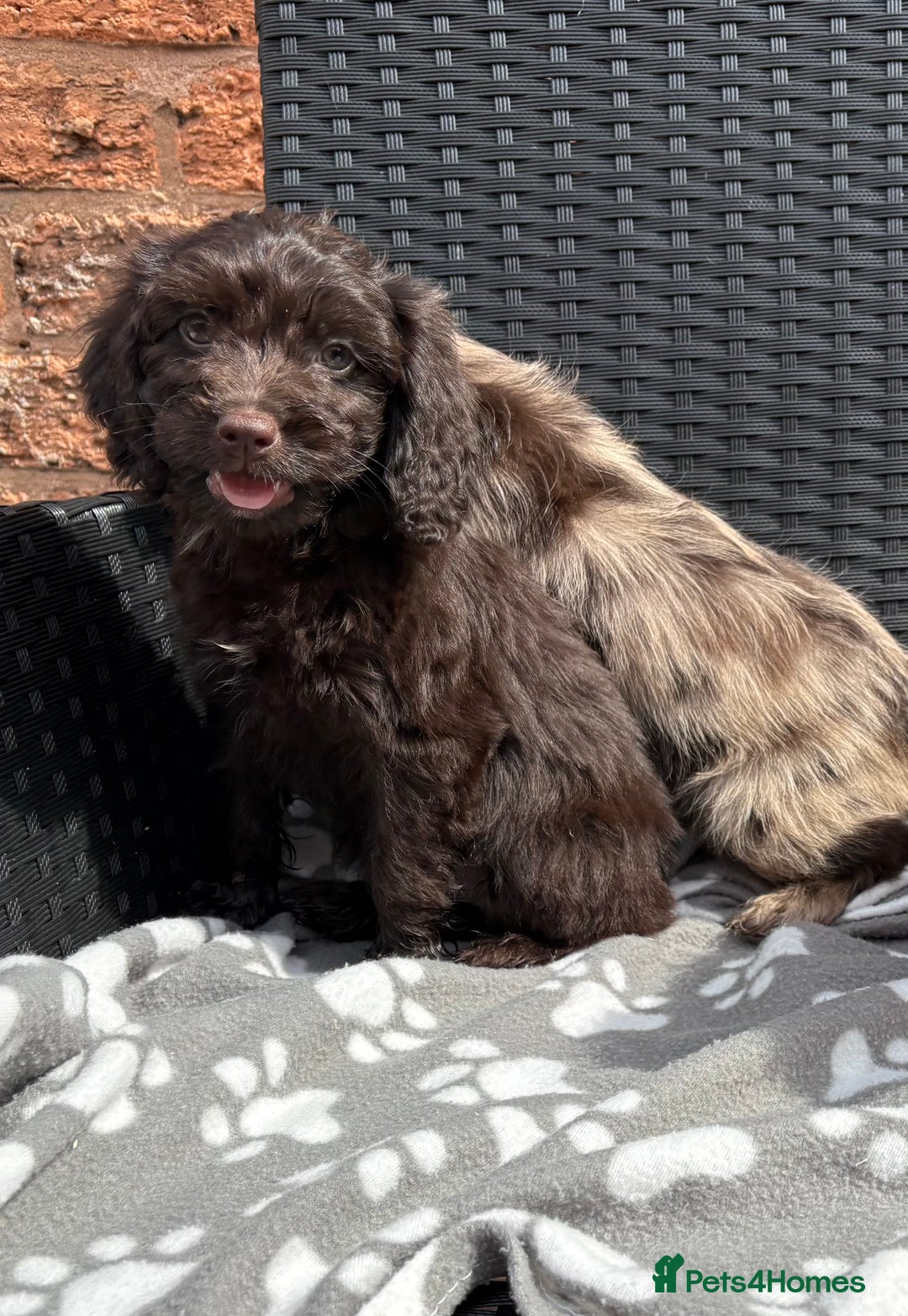 Cockapoo dogs for sale: LOVELY LITTER MERLE COCKAPOOS  - Image 8