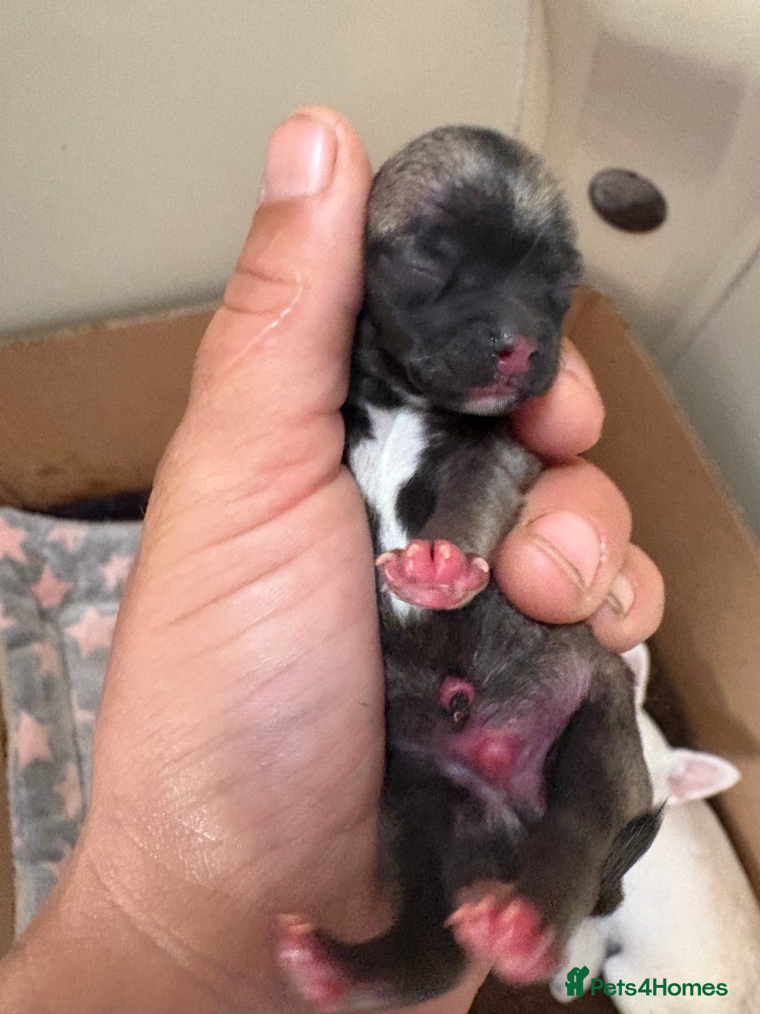 Chihuahua dogs for sale: Lovely blue fawn boy - Image 16