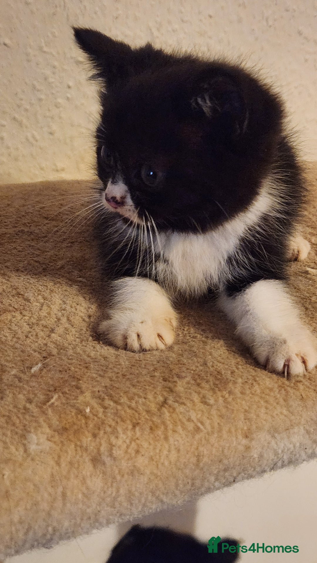 British Longhair cats for sale: British long hair kittens - Advert 14