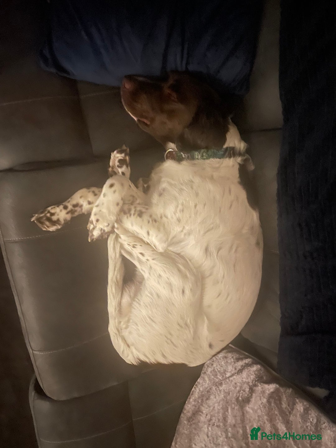 Sprocker dogs for sale: Sprocker spaniel  - Image 5