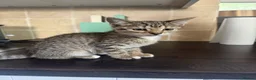 Mixed Breed cats for sale: Gorgeous Kittens  - Advert 19