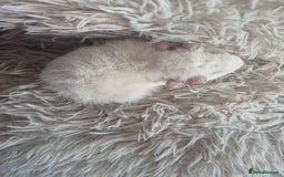 Guinea Pig rodents for sale: 3 male and 1 female baby guinea pigs  - Image 8