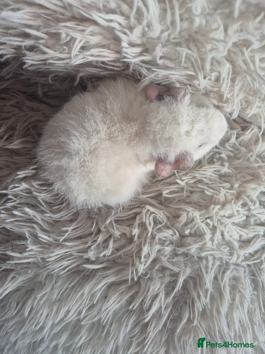Guinea Pig rodents for sale: 3 male and 1 female baby guinea pigs  - Image 8