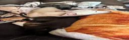 Mixed Breed dogs for sale: Italian Greyhound cross, mums final litter! in Maidstone - Advert 14