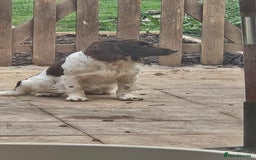 English Springer Spaniel dogs for stud: Up for stud - Image 4
