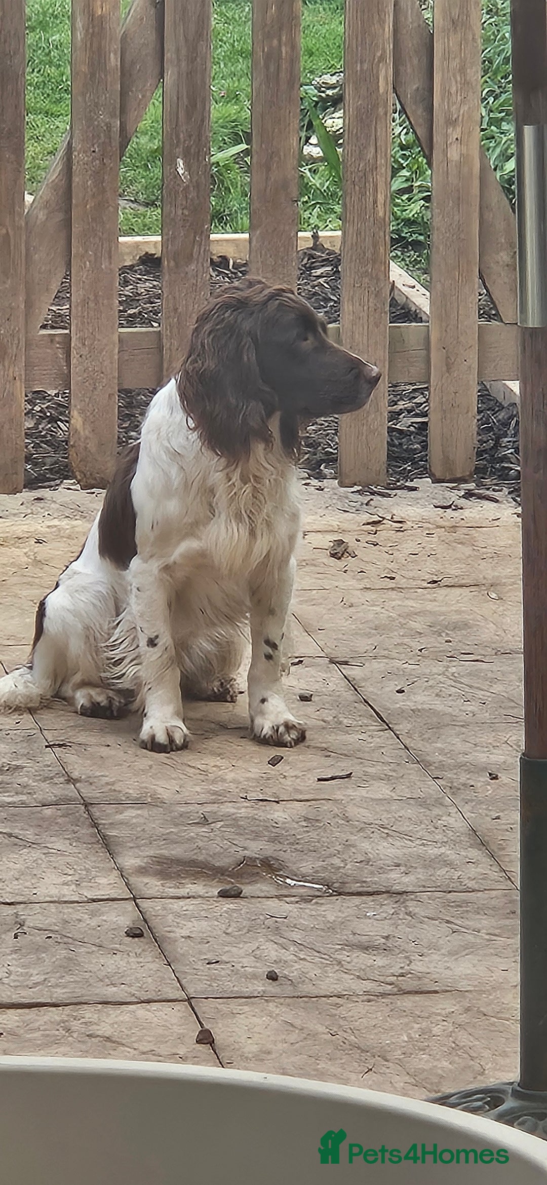 English Springer Spaniel dogs for stud: Up for stud - Image 4
