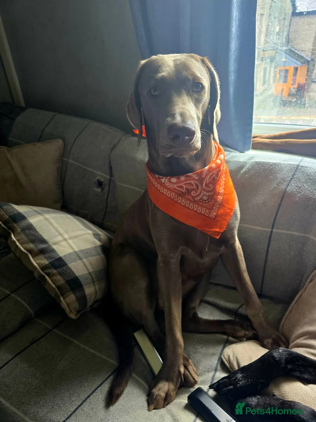 Mixed Breed dogs for sale: Weimaraner cross in Tonypandy - Advert 1