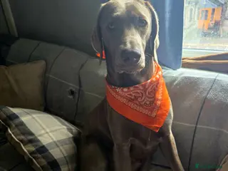 Mixed Breed dogs Weimaraner cross - Advert 1
