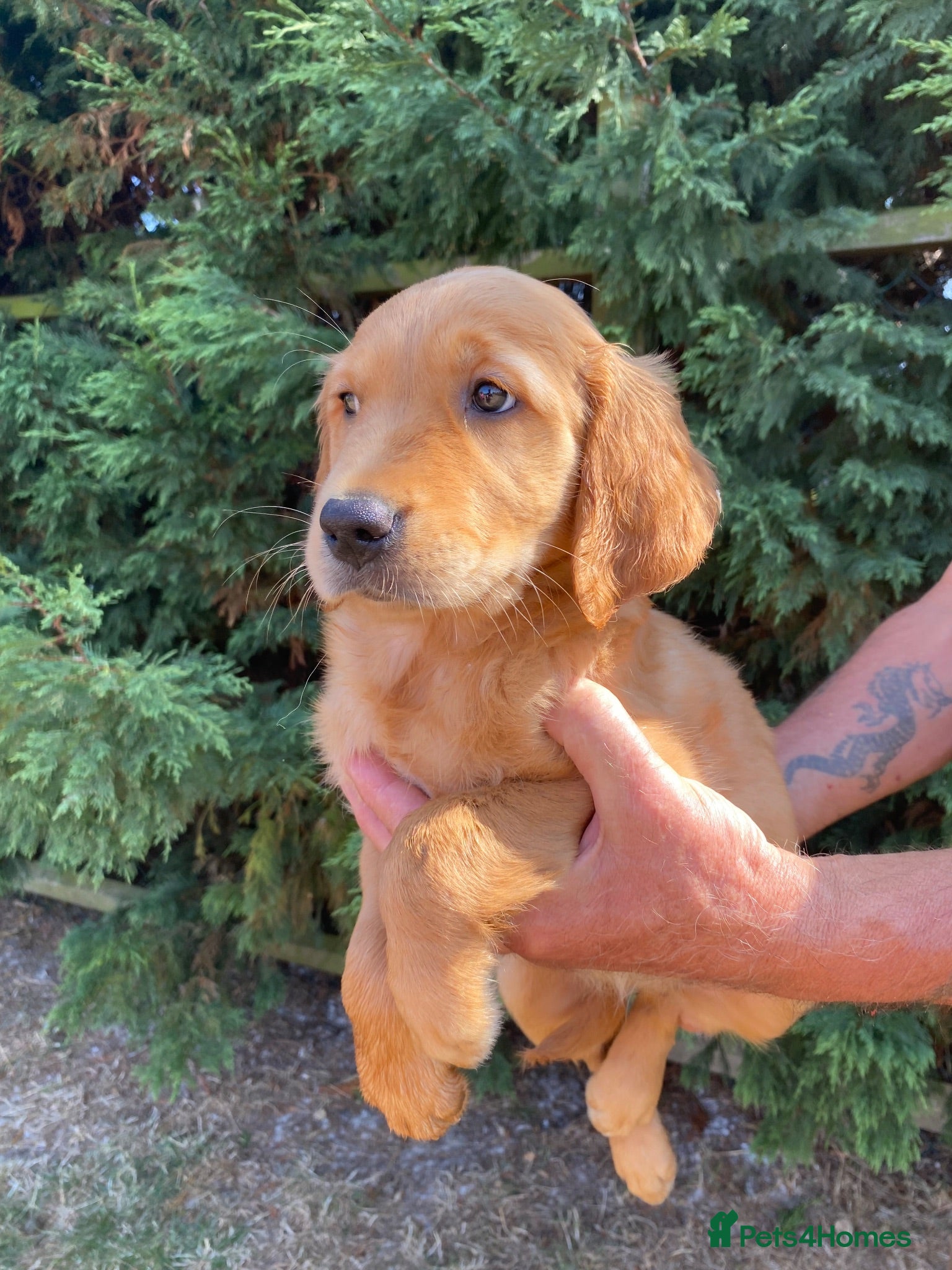 Golden Retriever dogs KC REG  RED Golden Retriever puppies  - Advert 2