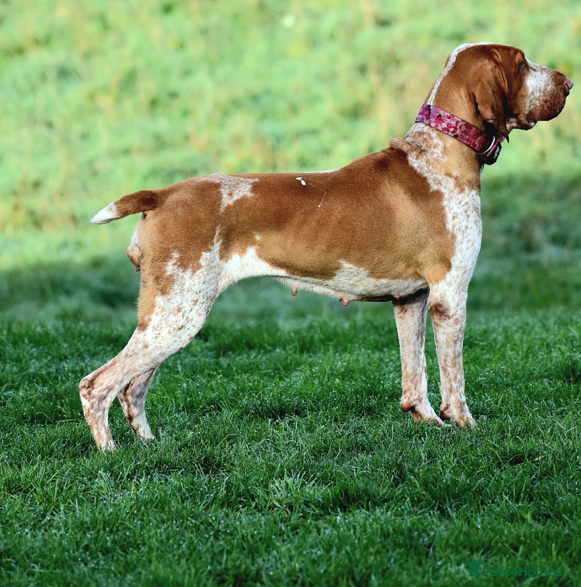 Bracco Italiano dogs Stunning Bracco Italiano  - Advert 6
