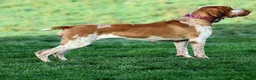 Bracco Italiano dogs for sale: Stunning Bracco Italiano  - Advert 1