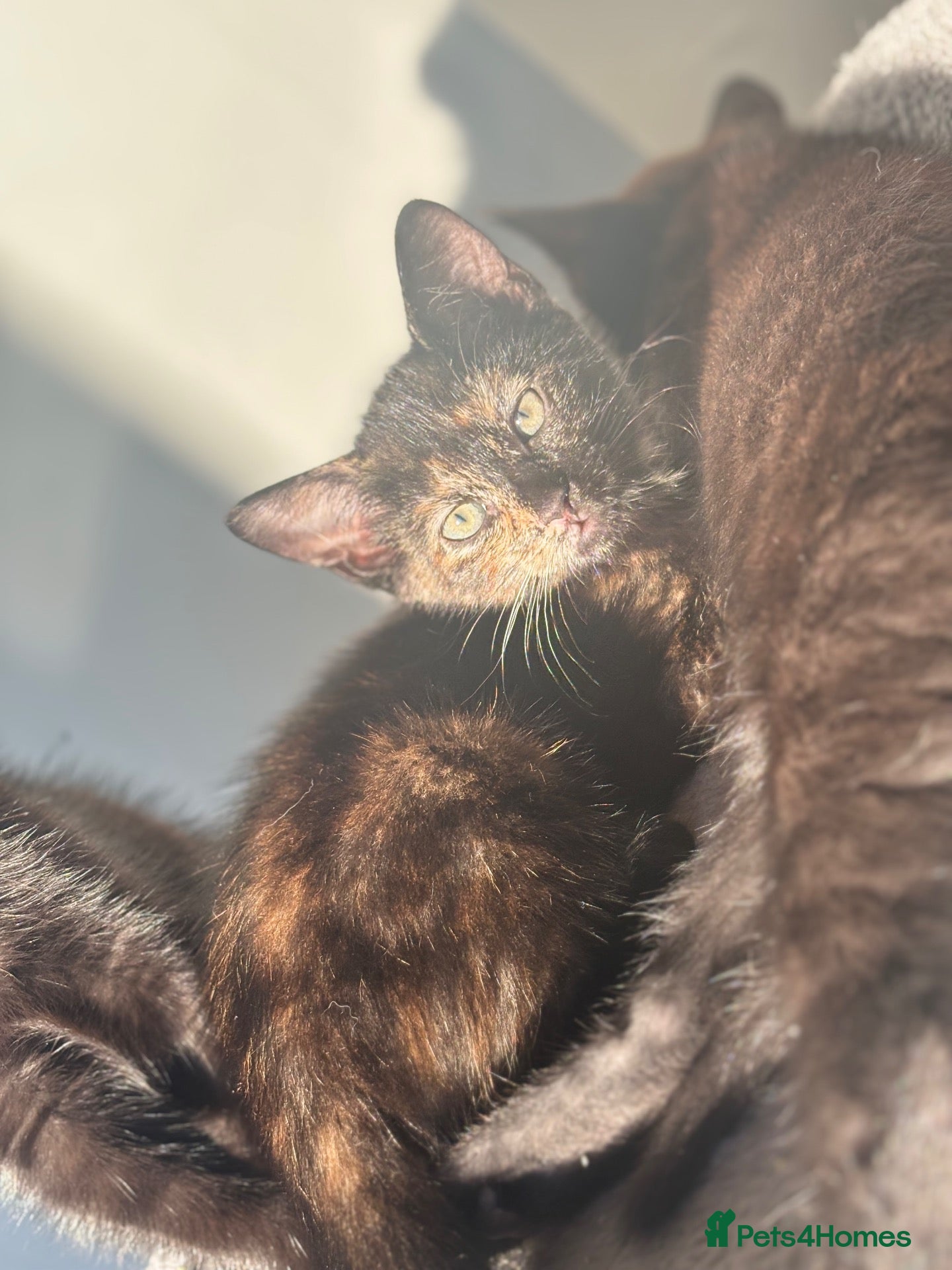 Mixed Breed cats 4 babies looking for there forever  homes  - Advert 7