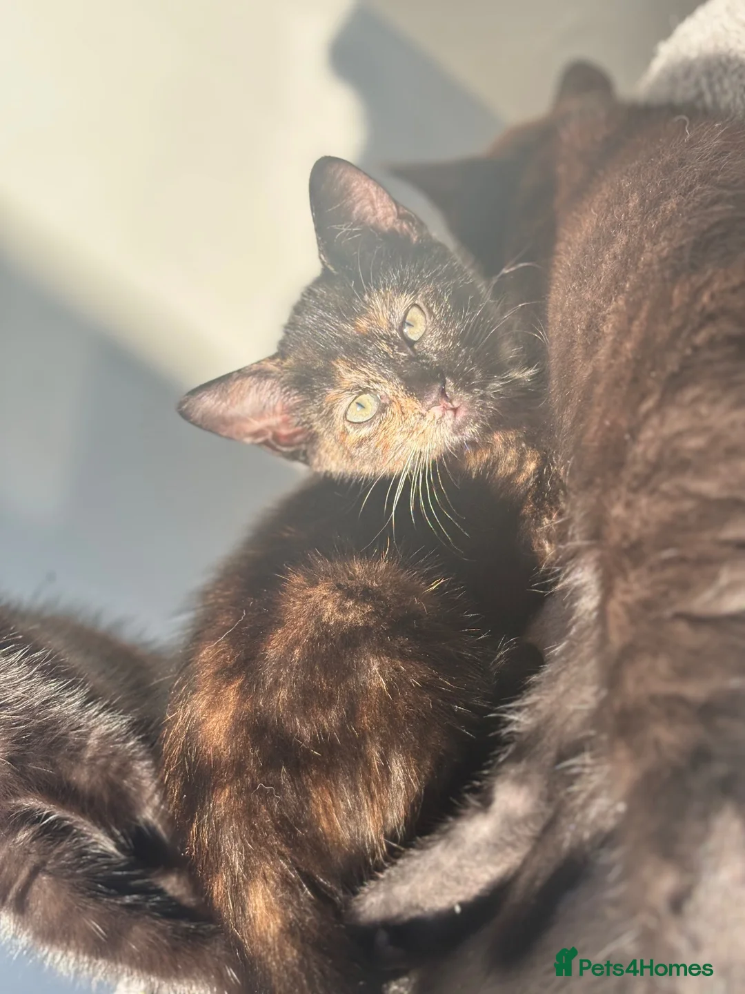 Mixed Breed cats for sale: 4 babies looking for there forever  homes  - Advert 1