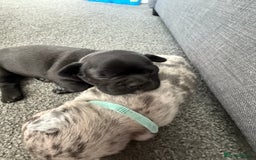 French Bulldog dogs for sale: French bulldog puppies looking for loving homes  - Image 22