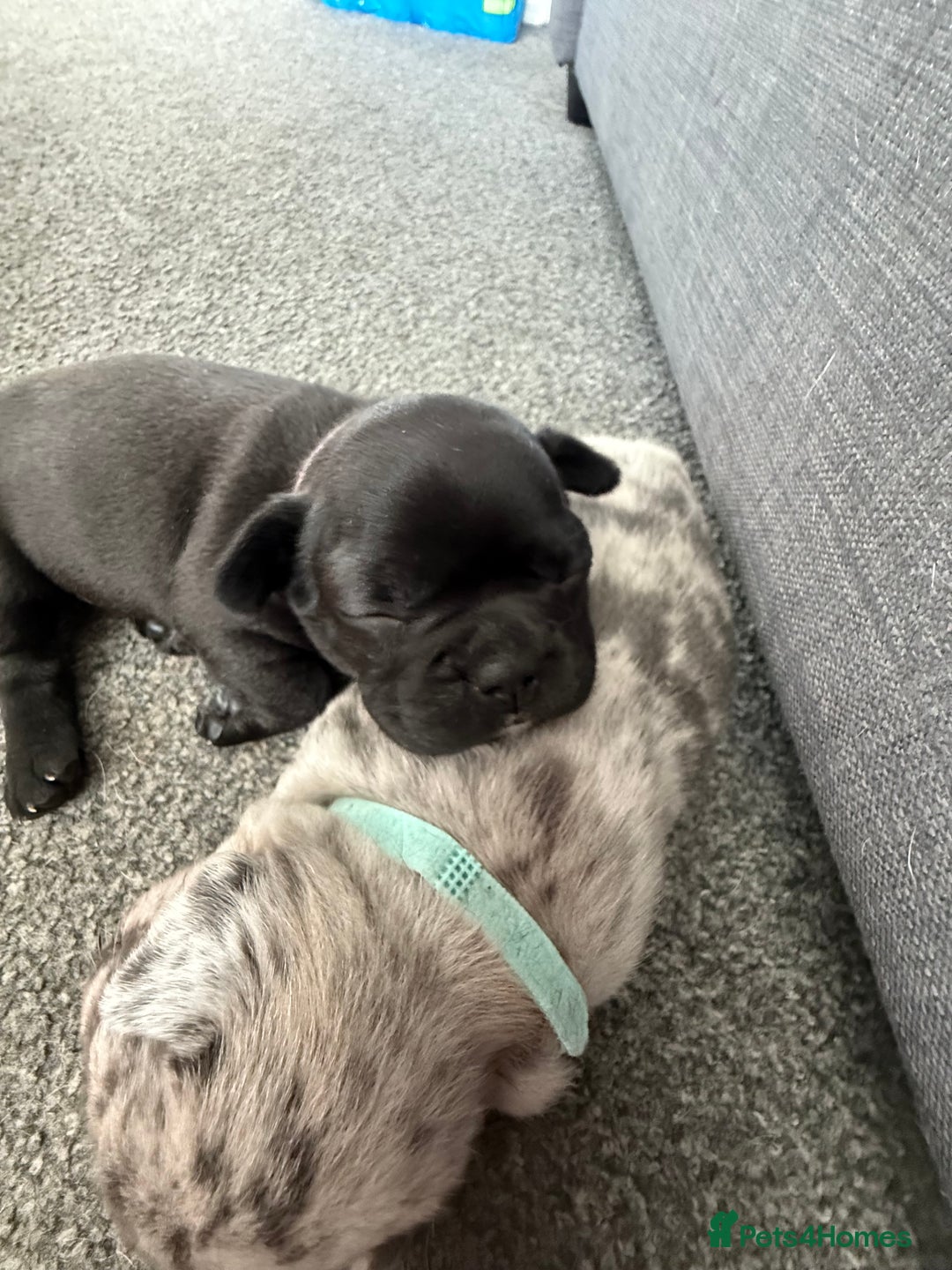 French Bulldog dogs for sale: French bulldog puppies looking for loving homes  - Image 22