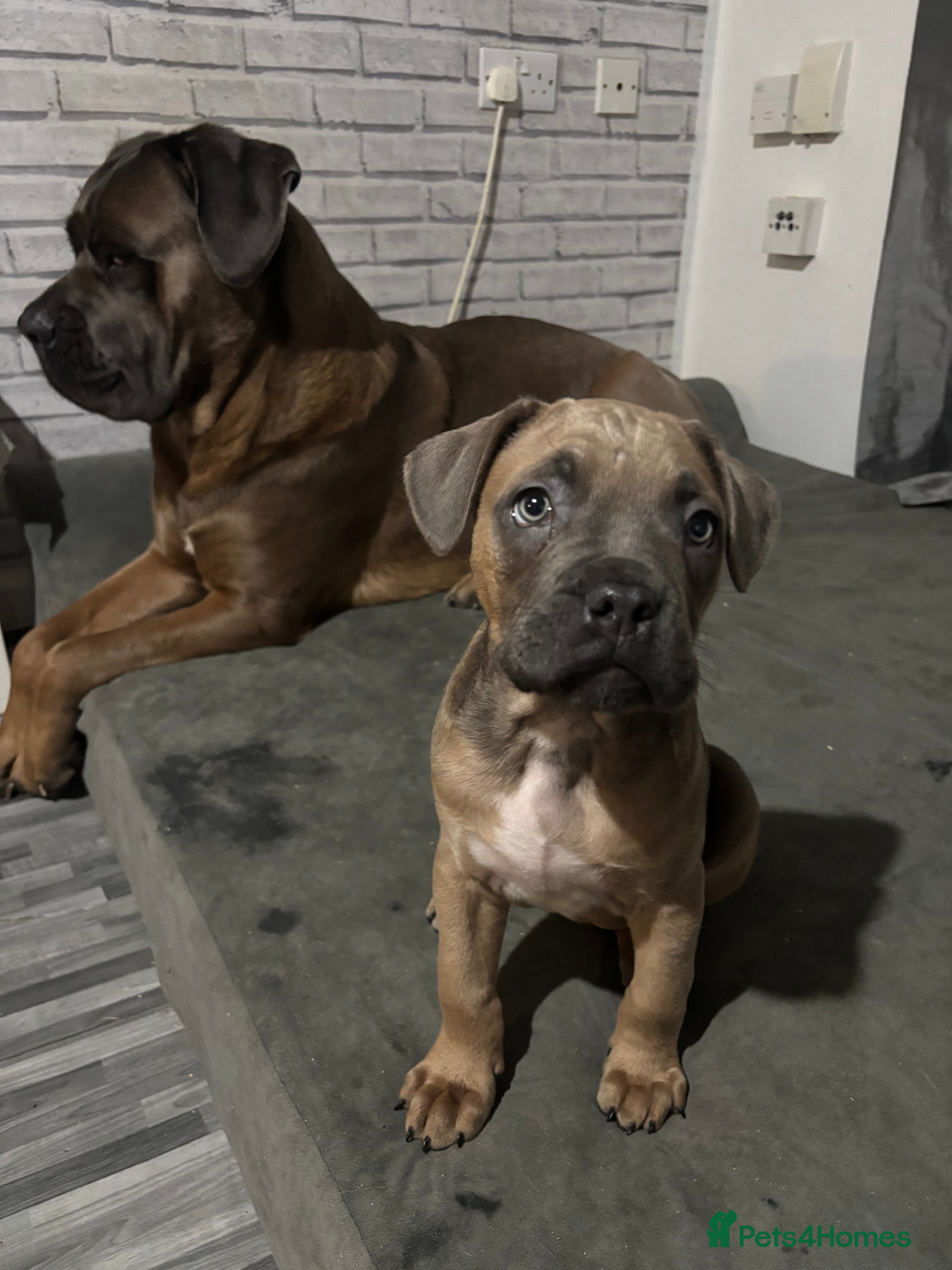 Cane Corso dogs 🔥CONFIDENT & BRAVE CANE CORSO PUPPY -HIGH DRIVE🔥 - Advert 16