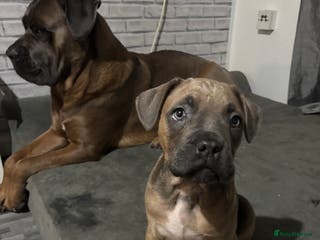 Cane Corso dogs 🔥CONFIDENT & BRAVE CANE CORSO PUPPY -HIGH DRIVE🔥 - Advert 16