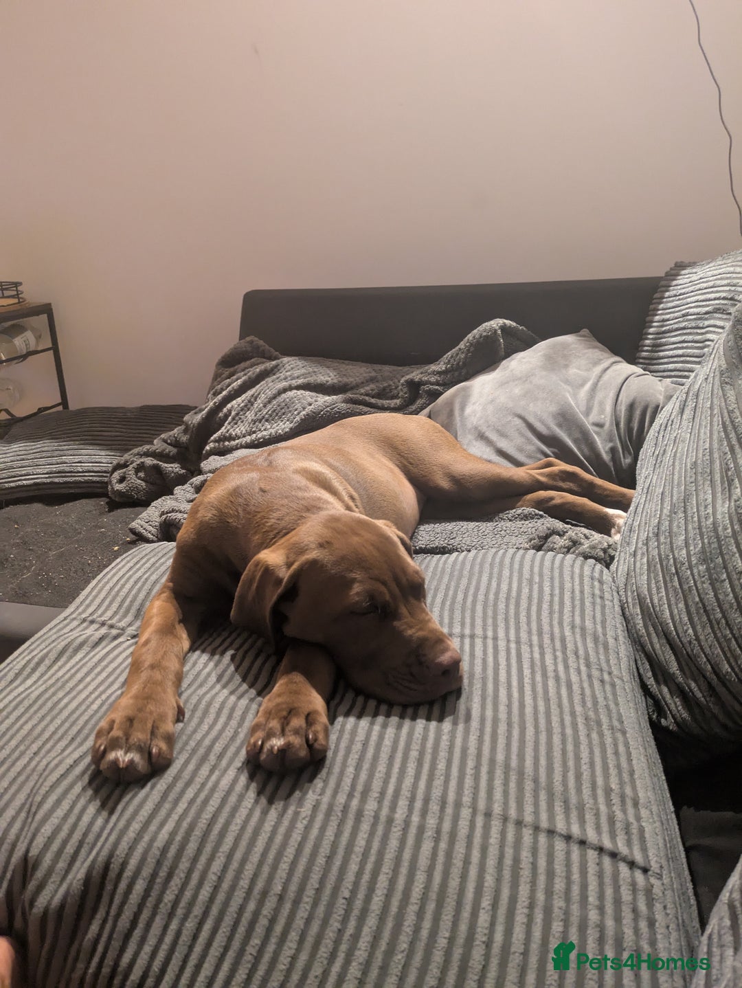 Mixed Breed dogs for sale: Beautiful Gaia - Image 1