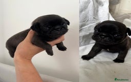 Pug dogs for sale: Gorgeous KC Reg Pug Litter Of 10 - Image 7
