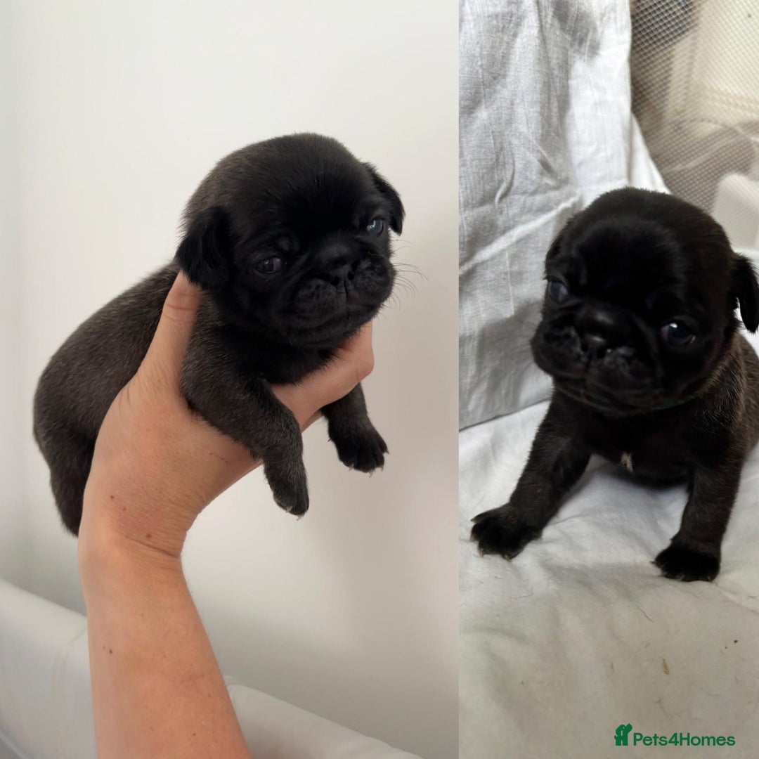 Pug dogs for sale: Gorgeous KC Reg Pug Litter Of 10 - Image 7