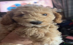 Toy Poodle dogs for sale: Toy poodles for sale READY TO LEAVE NOW  - Image 1