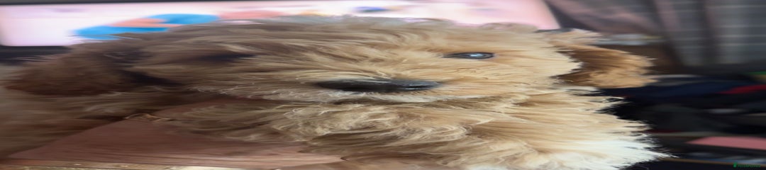 Toy Poodle Puppy 1