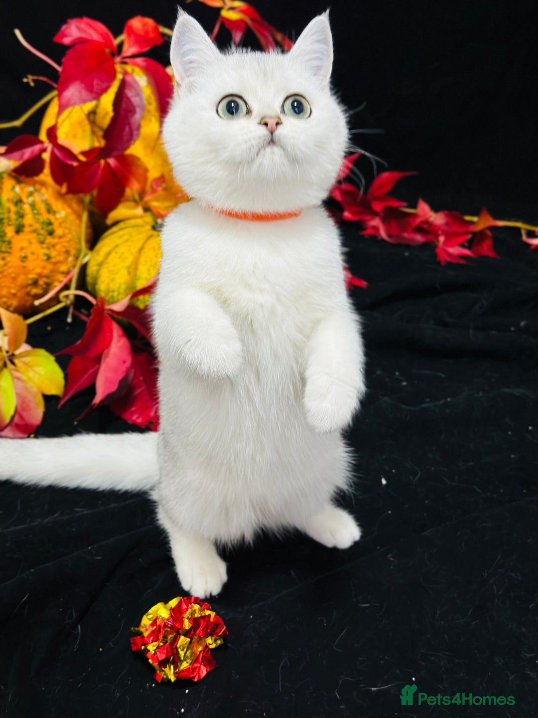 British Shorthair cats for sale: Tica British short hair kittens  - Image 6