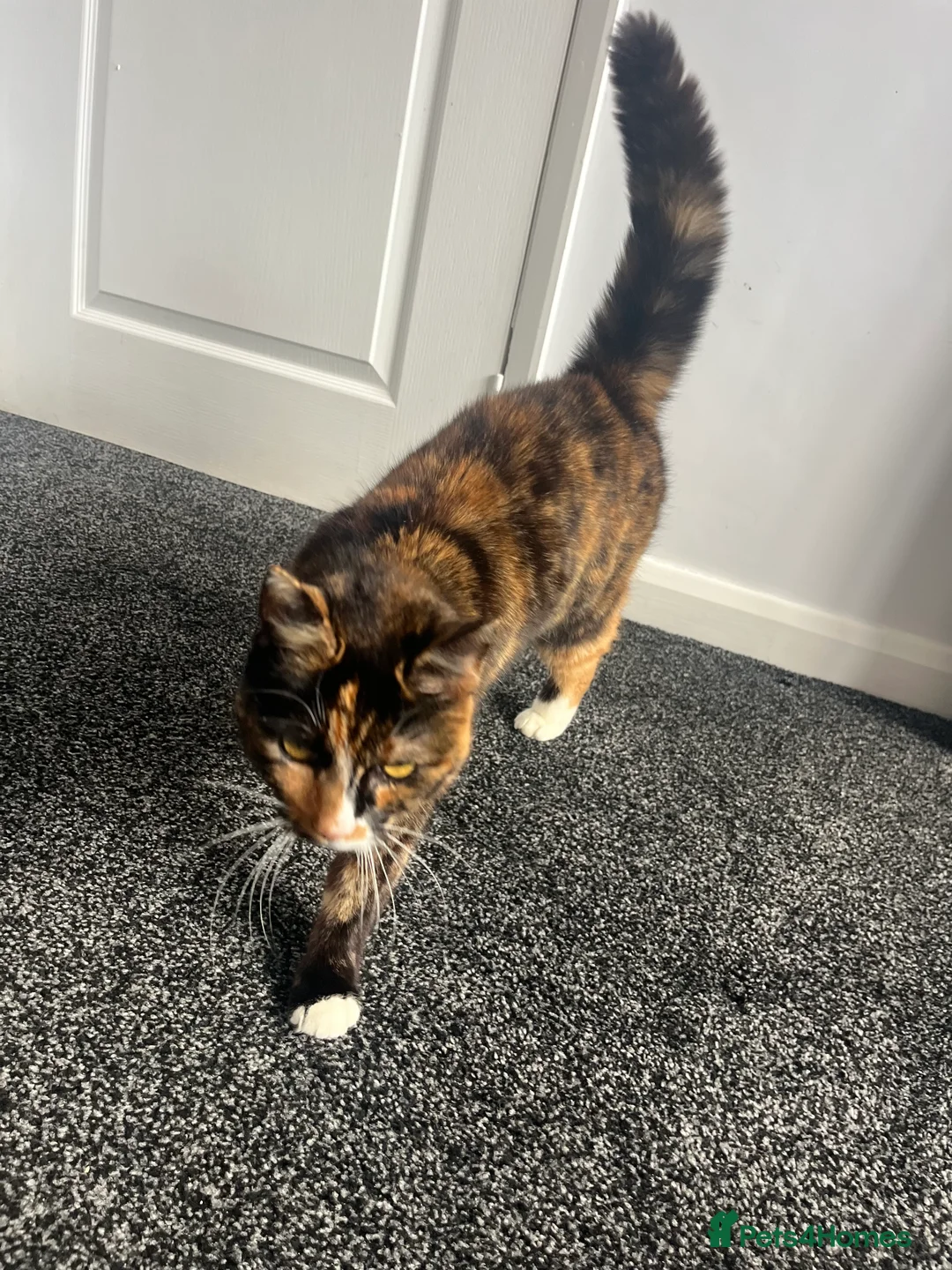 British Shorthair cats for sale: Elderly Female Cat - excellent home needed  - Advert 4