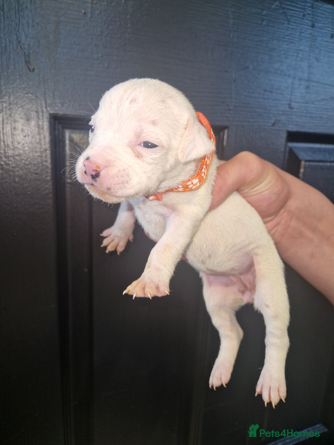 American Bulldog dogs for sale: American  bulldog  pups - Image 9