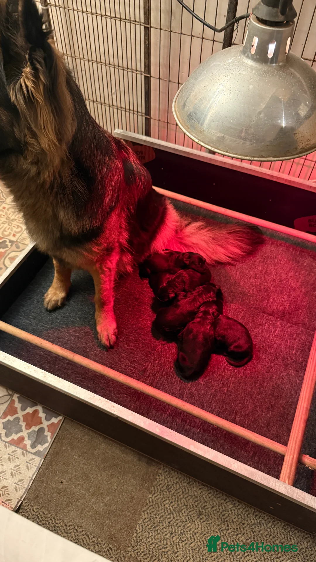 Sheprador dogs for sale: Stunning Shepador pups - Advert 12