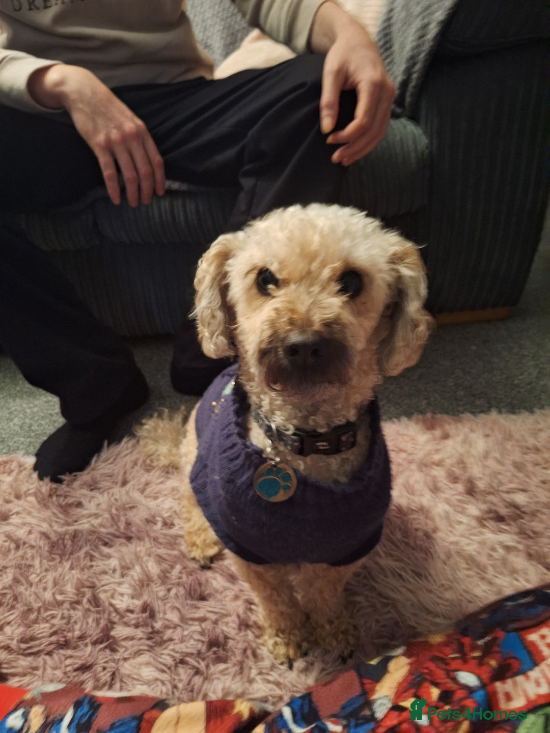 Shihpoo dogs for sale: Shih-poo  - Advert 1