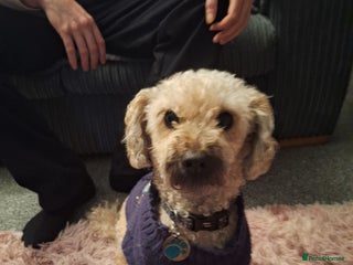 Shihpoo dogs Shih-poo - Advert 1