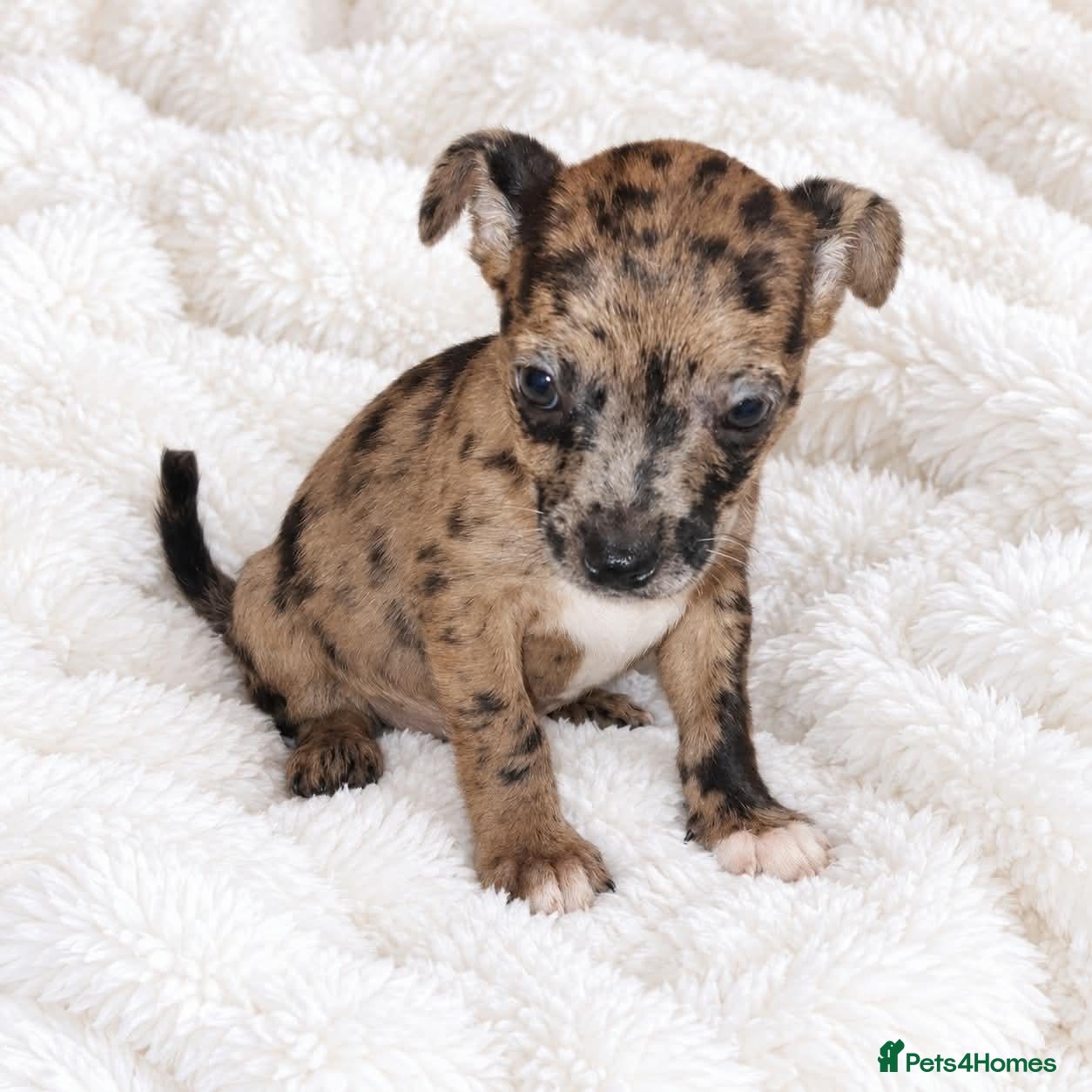 Mixed Breed dogs for sale: 1 Female - French Bull Jack Puppies - Advert 1