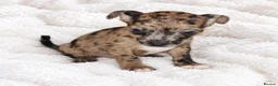 Mixed Breed dogs for sale: 1 Female - French Bull Jack Puppies - Advert 1