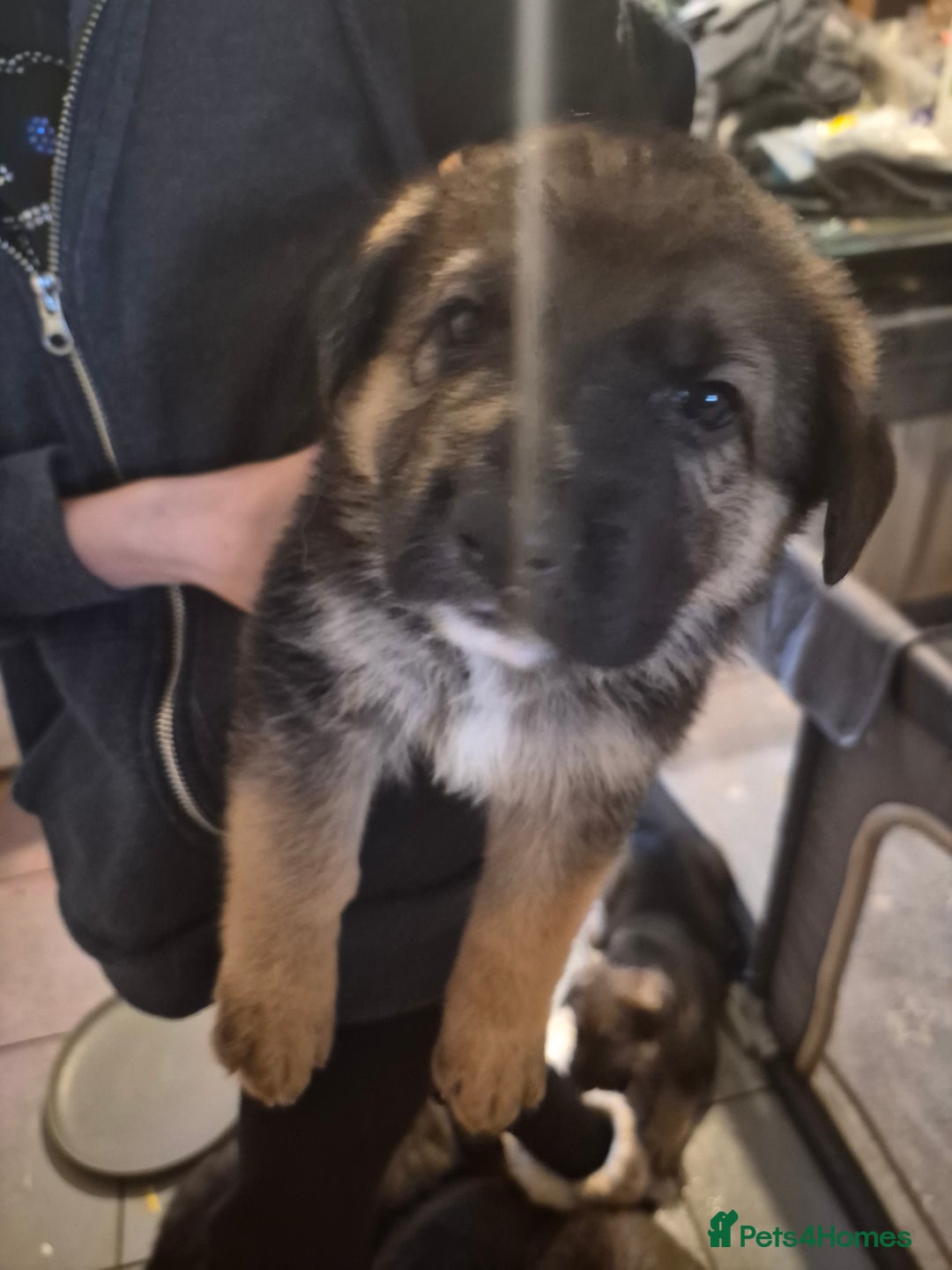German Shepherd dogs for sale: 8 beautiful GSD puppies for sale  - Advert 4