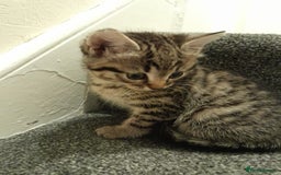 British Shorthair cats for sale: 4 beautiful kittens for sale - Image 1