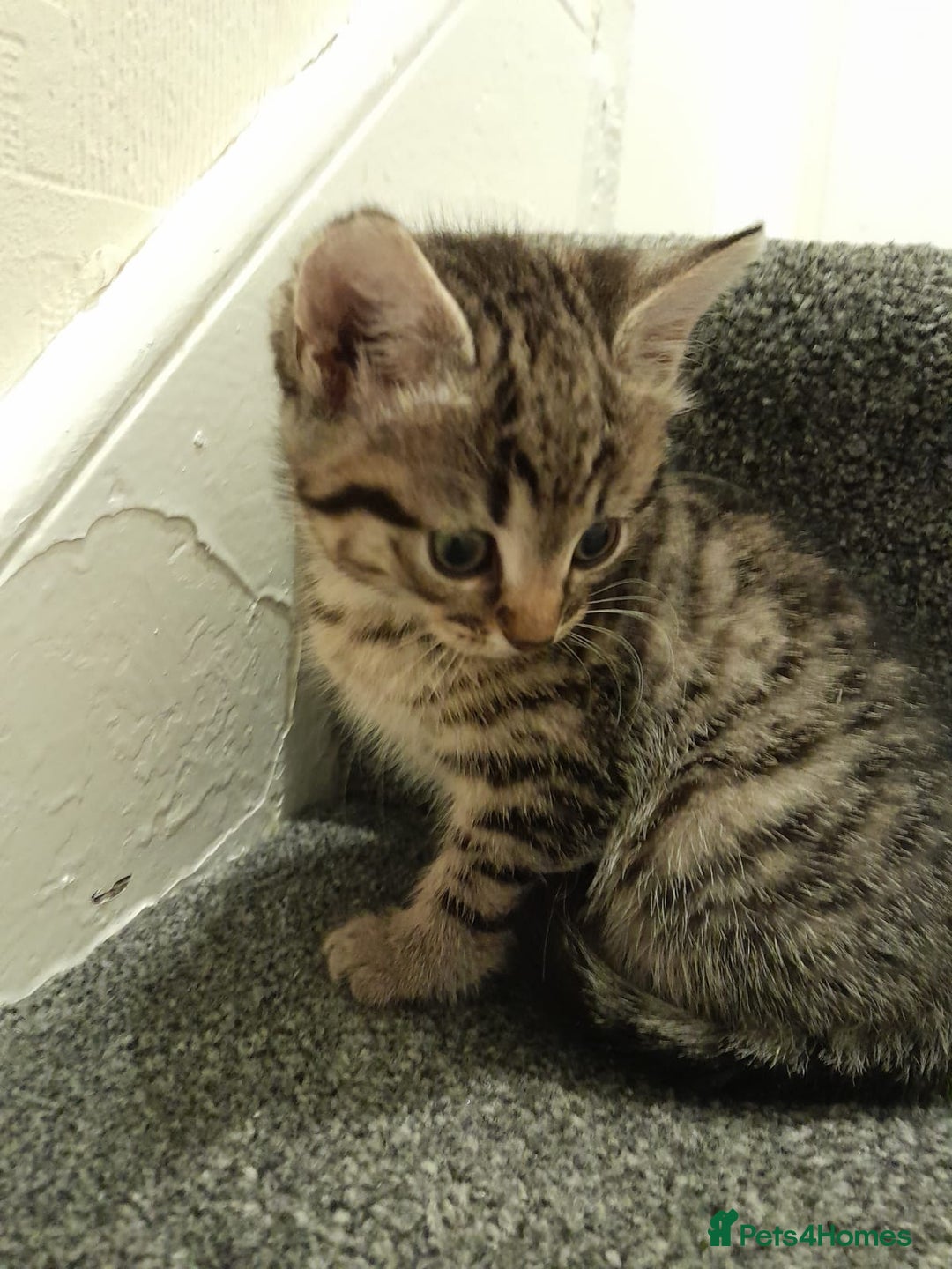 British Shorthair cats for sale: 4 beautiful kittens for sale - Image 1