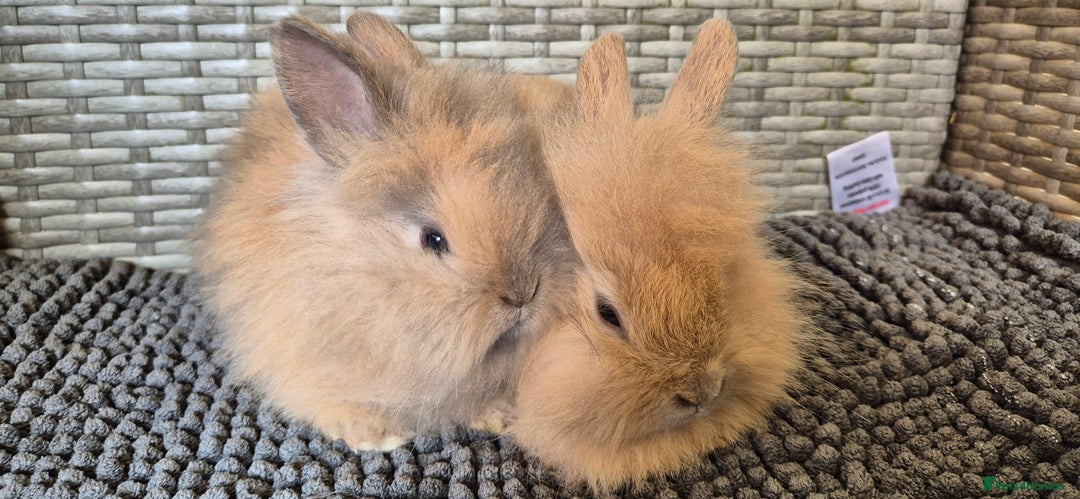 Lionhead rabbits for sale: Double Maned Lionhead Bunnies  - Image 4