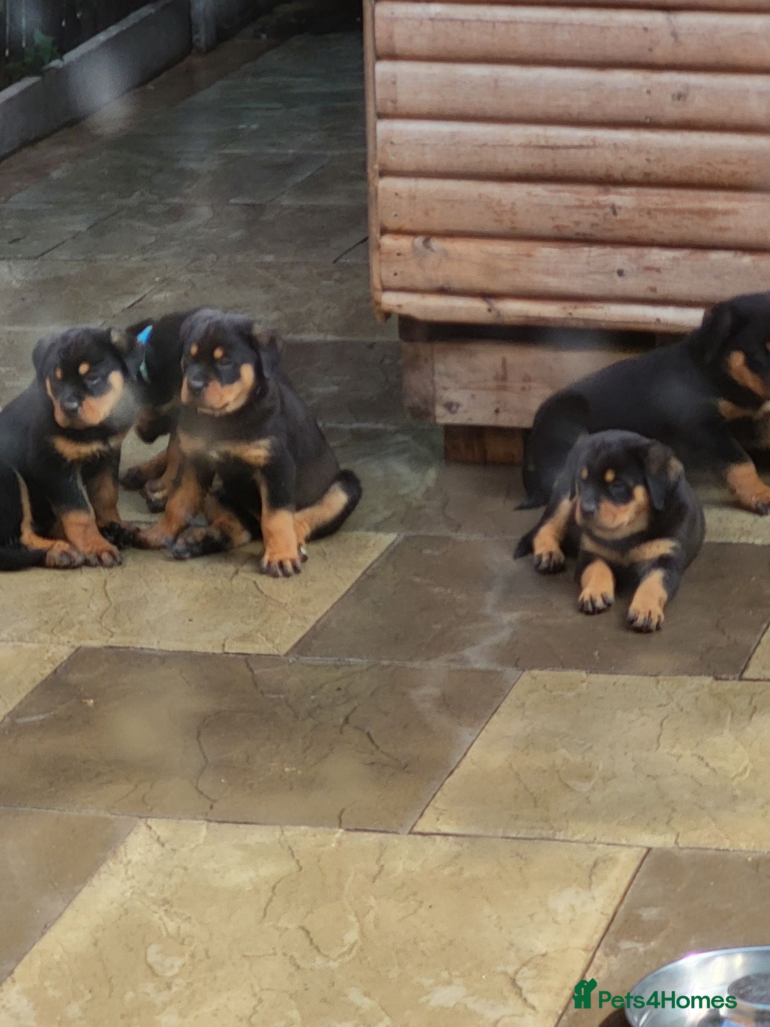 Rottweiler dogs Rottweiler pupps for sale  - Advert 2