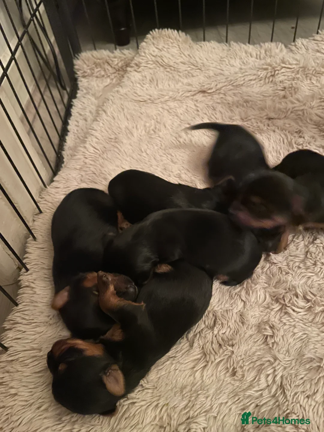 Yorkshire Terrier dogs for sale: PEDIGREE MINATURE YORKSHIRE TERRIER PUPS  - Advert 3