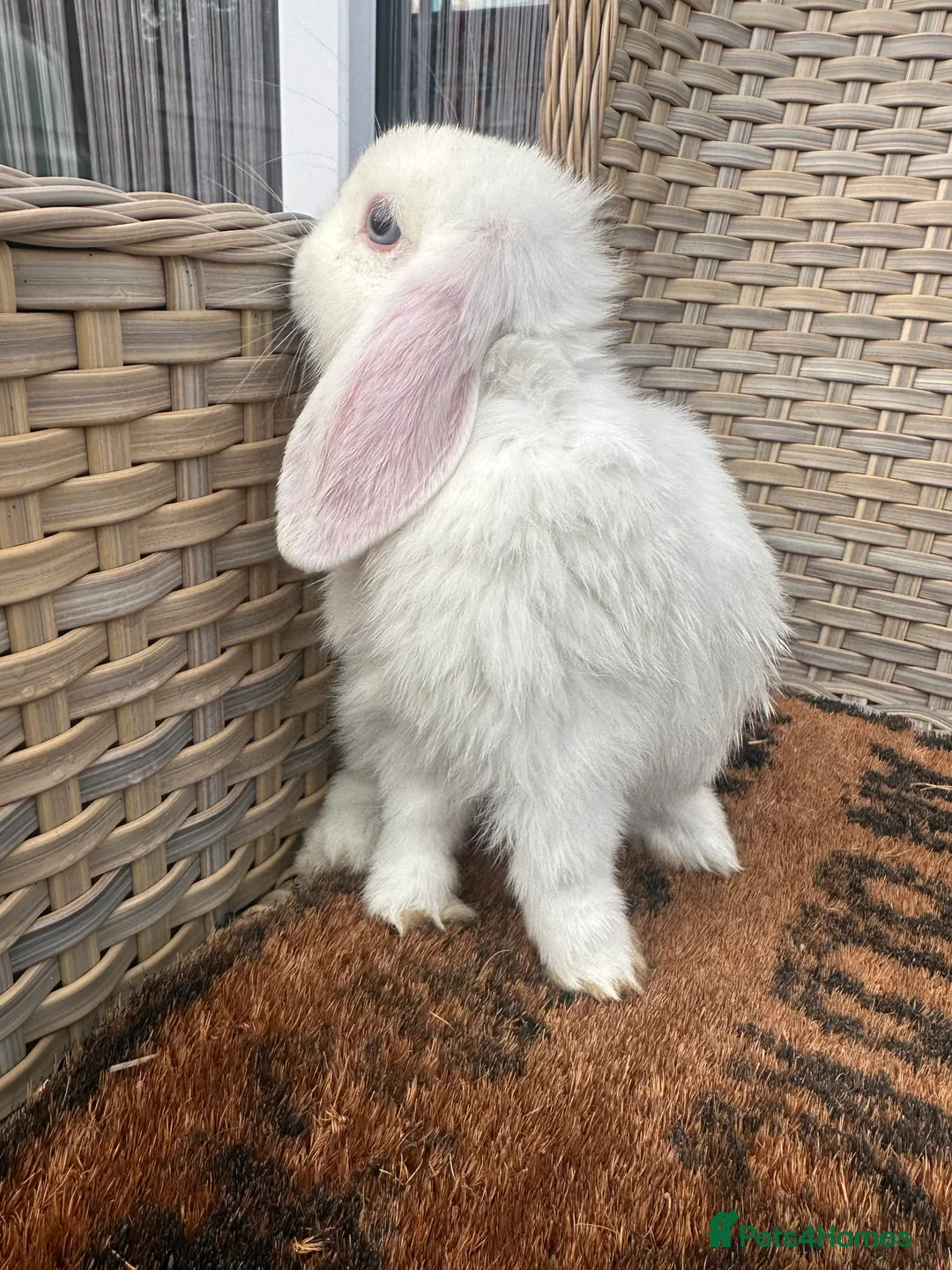 Mini Lop rabbits for sale: 1 left now . mini lop baby rabbits. - Advert 6