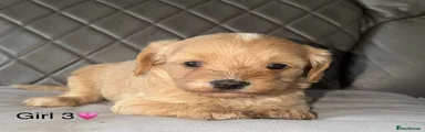 Cavapoo 4