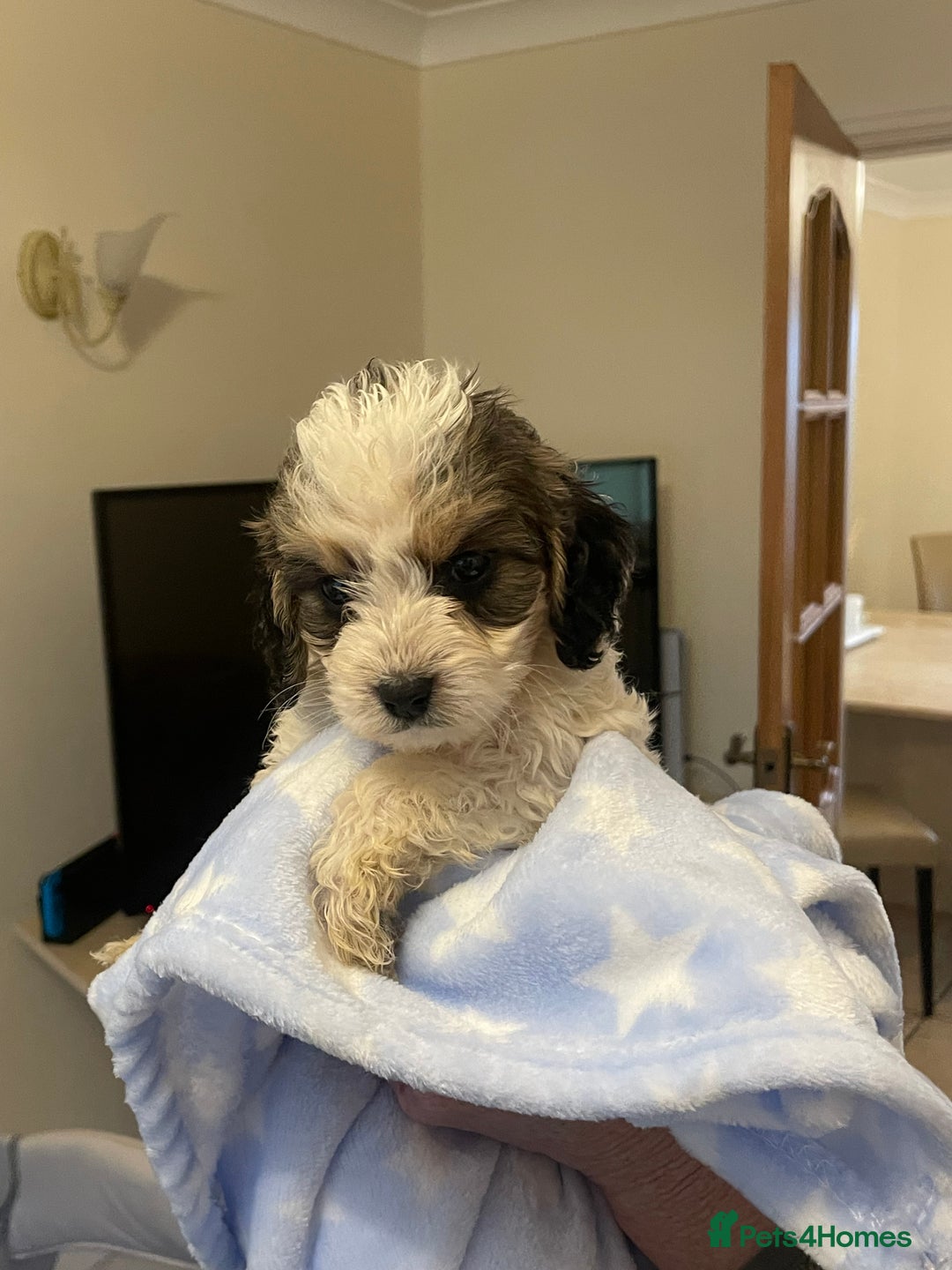 Cockapoo dogs for sale: 🐾 Beautiful Cockapoo Puppies for Sale 🐾 - Advert 11