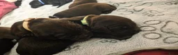 Labradoodle dogs for sale: Beautiful Labrador × Labradoodle Puppies  in Alfreton - Advert 25