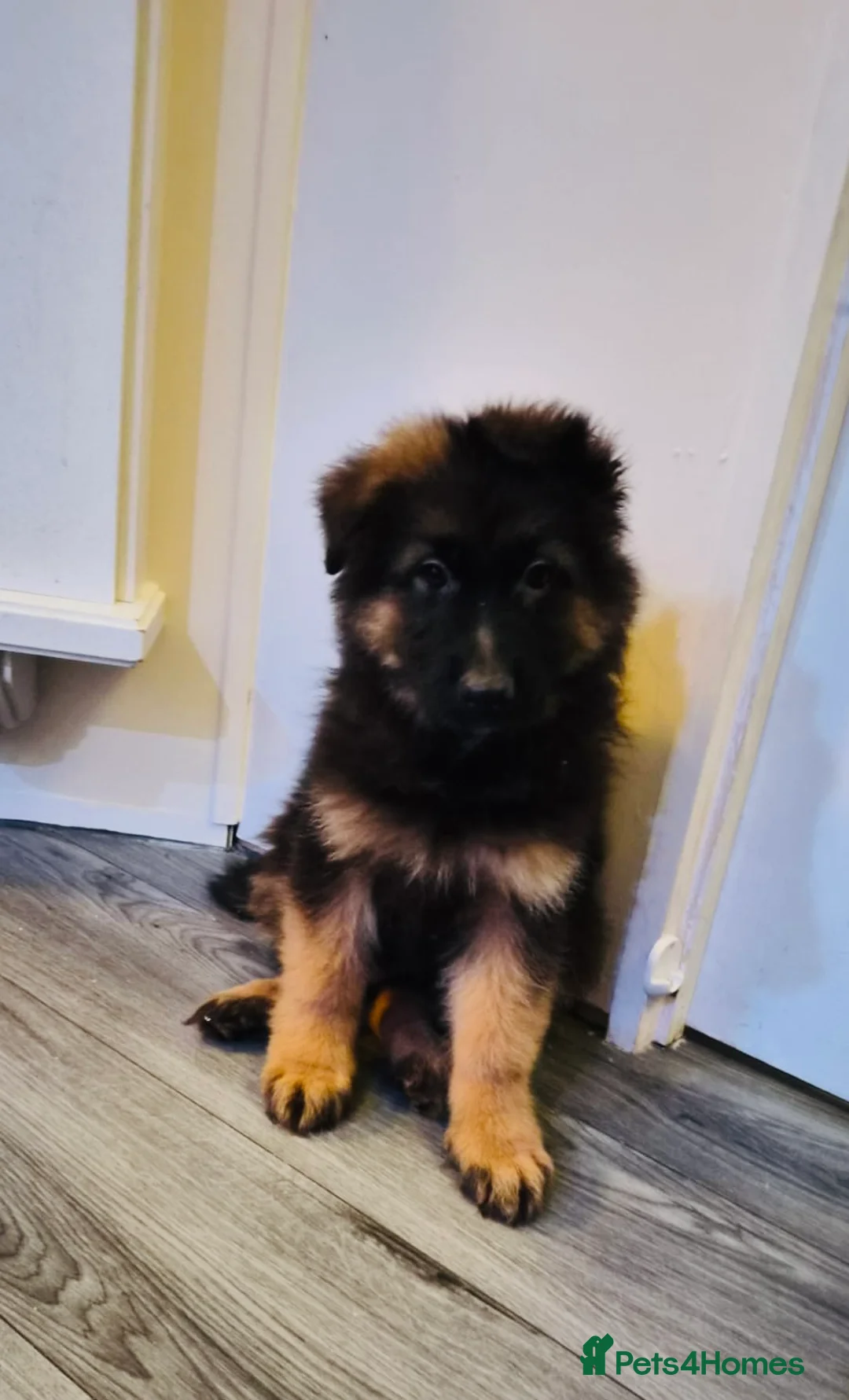 German Shepherd dogs for sale: Kc Registered Long Haired German Shepherd Puppies - Advert 13