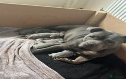 Staffordshire Bull Terrier dogs for sale: Great purebred Staffys for pet loving homes - Image 6
